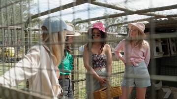 Farmer Joe locks his girls in the chook pen until they can figure out who has the best chance. Actually, they are just collecting eggs and having a peck at each other. Picture supplied